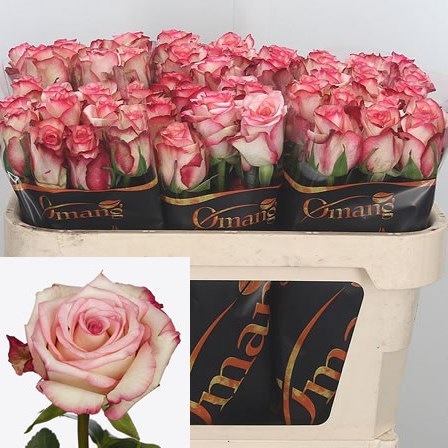 Rose Tormenta