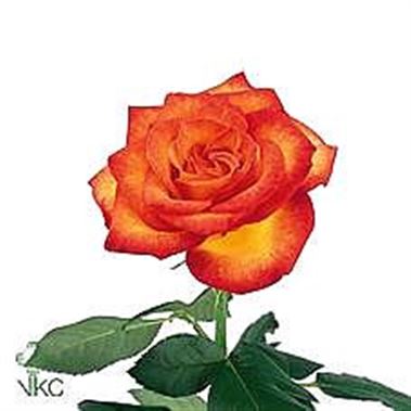 Rose tucan