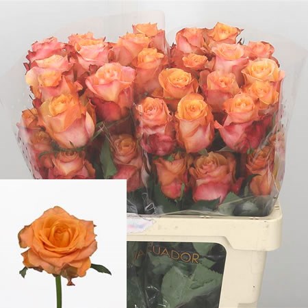 Rose Twilight (Ecuador) 50cm  Wholesale Dutch Flowers & Florist