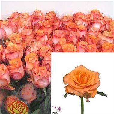 ROSE TWILIGHT (ECUADORIAN)