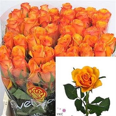 ROSE TYCOON (ECUADOR)