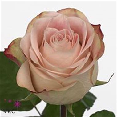 Rose upper secret