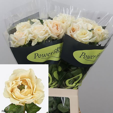Rose Vanilla Fragrance