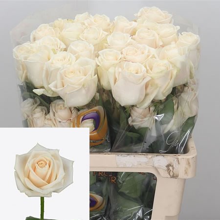 Rose Vendela (Ecuador)