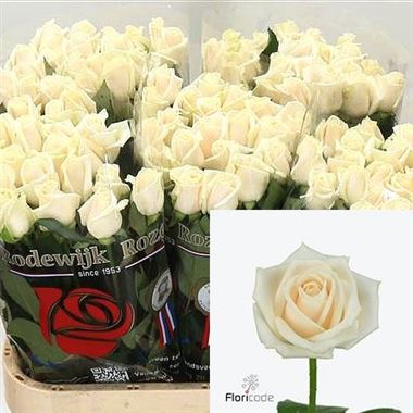 Rose vendela