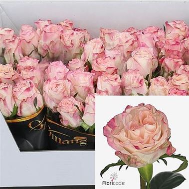 Rose very cute