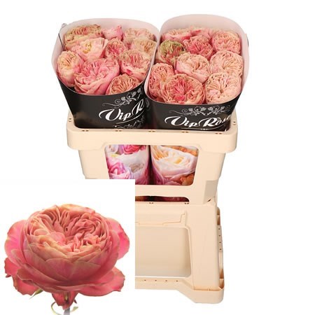 Rose Victorian Classic