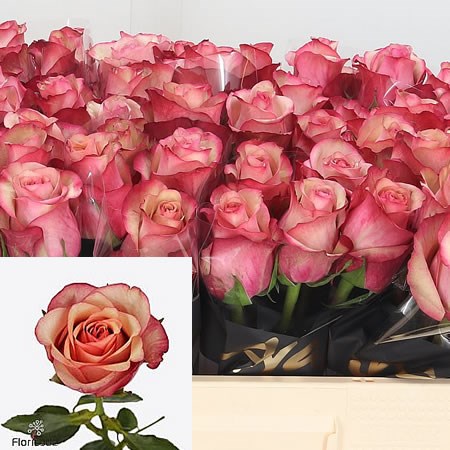 Rose Vintage