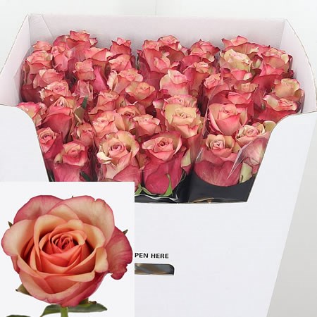Rose Vintage 80cm | Wholesale Dutch Flowers & Florist Supplies UK