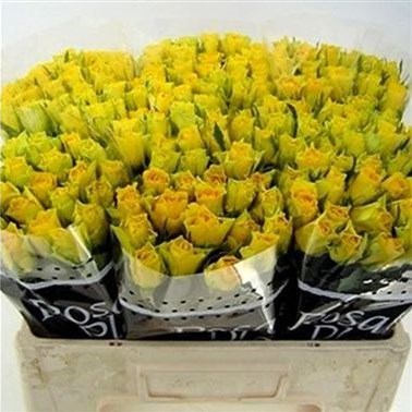 ROSE VIVA