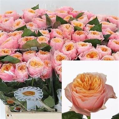 Rose vuvuzela 40cm (small headed)