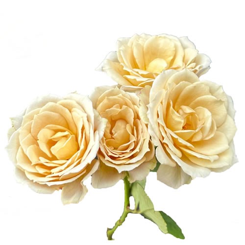 Rose Wabara Hana (Spray)