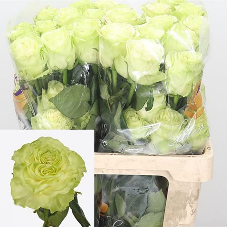 Rose Wasabi (Ecuador)