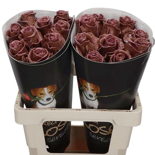 Rose Waxed Caramel