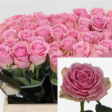 Rose wham