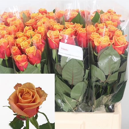 Rose Whisky