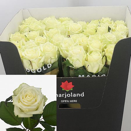 Rose White Naomi 80cm | Wholesale Dutch Flowers & Florist Supplies UK