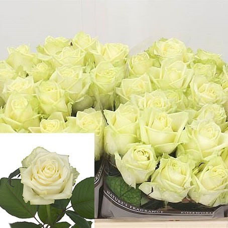 Rose White Naomi