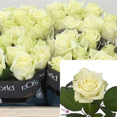 Rose White Naomi 60cm | Wholesale Flowers & Florist Supplies UK