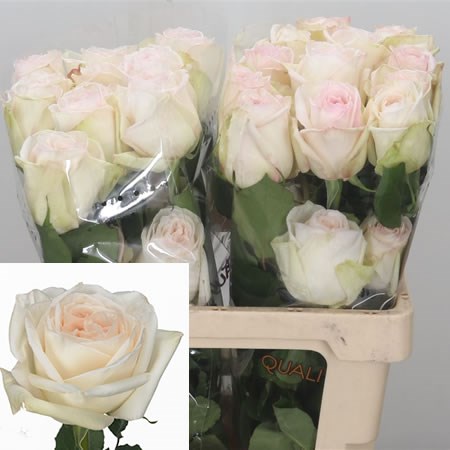 Rose White Ohara (Ecuador) 50cm | Wholesale Dutch Flowers & Florist ...