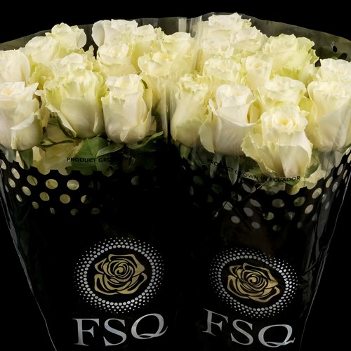 Rose White Shimmer (Ecuador Large Heads)