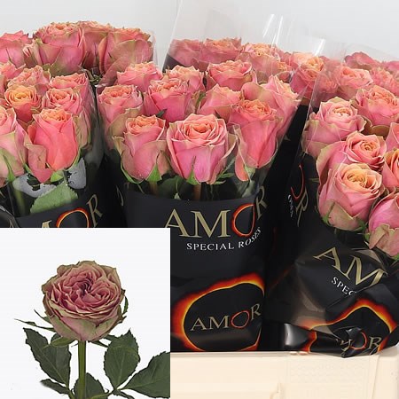 Rose Wild Look