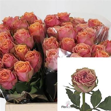 Rose wild look