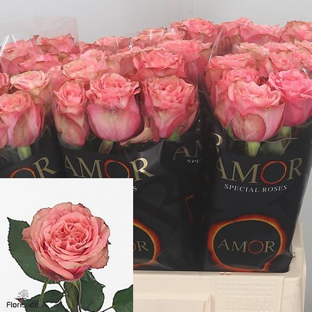 Rose Wild Love