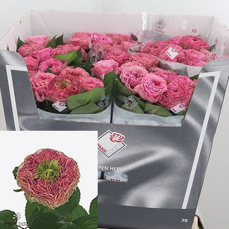 Rose Wild Moments