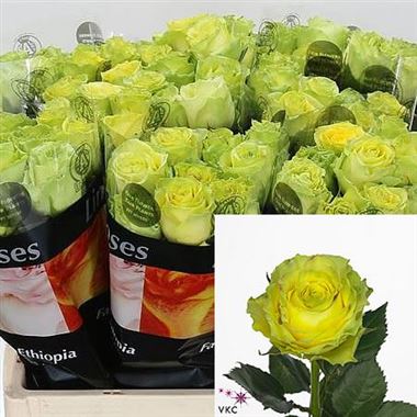 Rose wimbledon