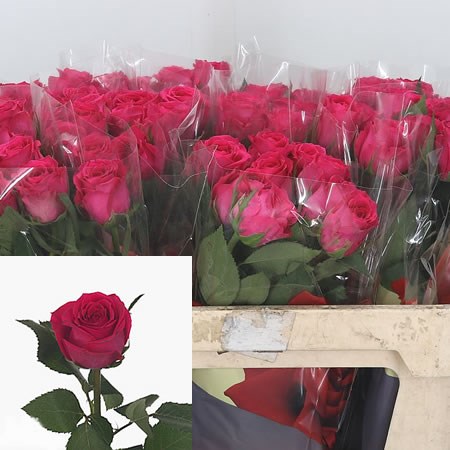 Rose Wink