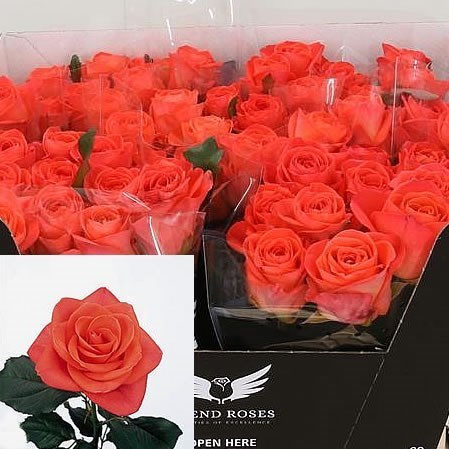 Rose Wow