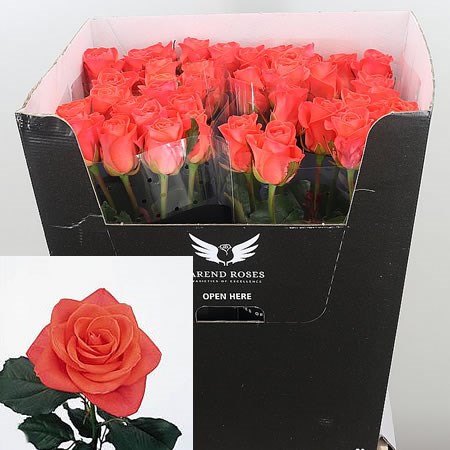 Rose Wow