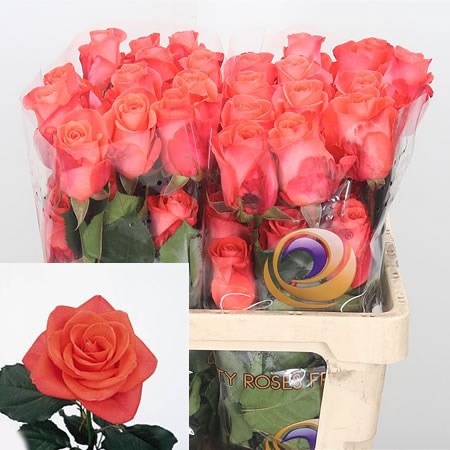 Rose Wow (Ecuador)