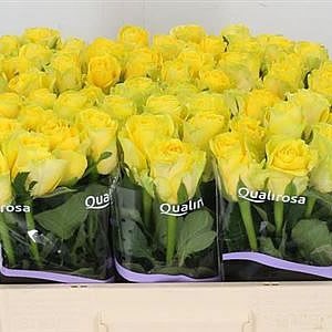 Rose Yellow Qualirosa