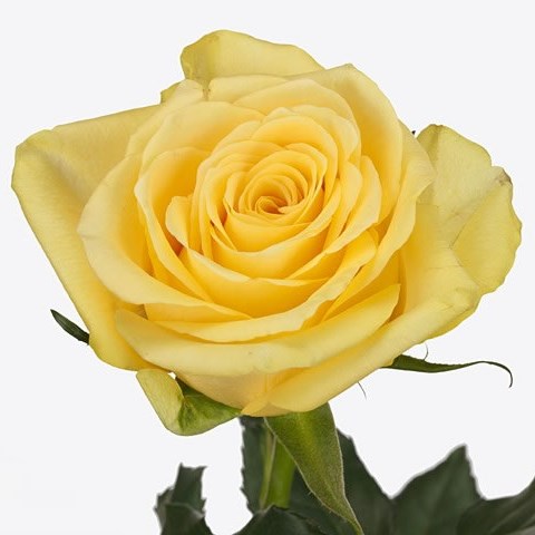 Rose Yelloween