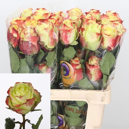 Rose Zazu (Ecuador)