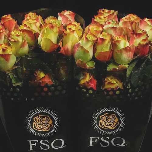 Rose Zazu (Ecuador Large Heads) 40cm Wholesale Dutch Flowers