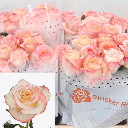 Rose Zenzi Nova