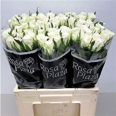 Rose Akito (import)