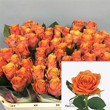 Rose Arancio
