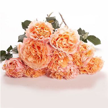 Rose Campenella Peach