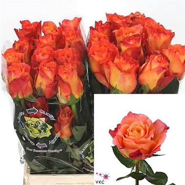 Rose free spirit
