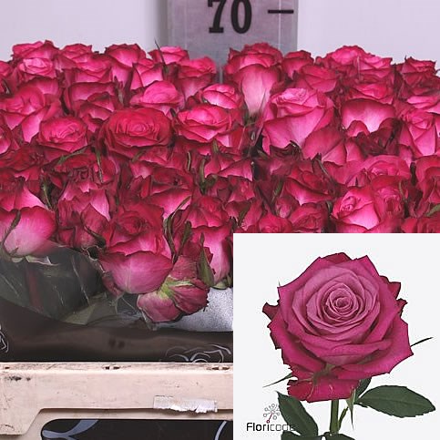 Rose i2i