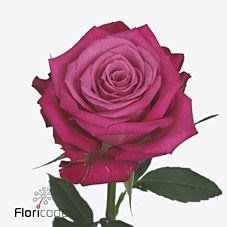 Rose i2i