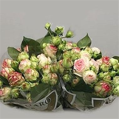 Rose Spray Biedermeier
