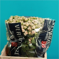 Rose Spray Cream Gracia