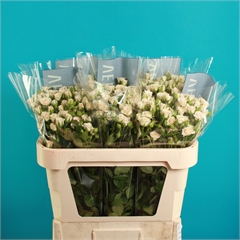 Rose Spray Cream Gracia