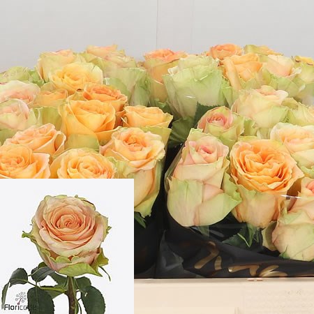 Roses Rainbow Peach 50cm | Wholesale Dutch Flowers & Florist Supplies UK
