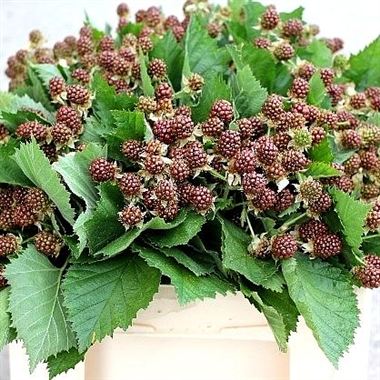 Rubus Chester